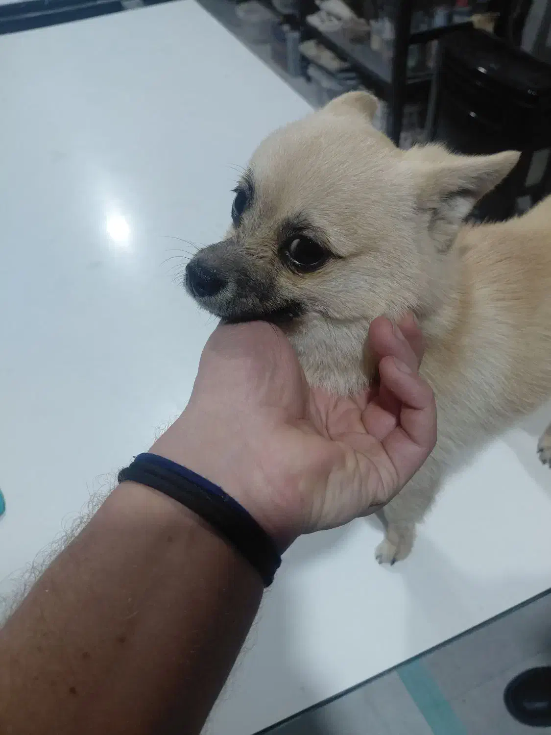 سگ پیدا شده|حیوانات|قزوین, |دیوار