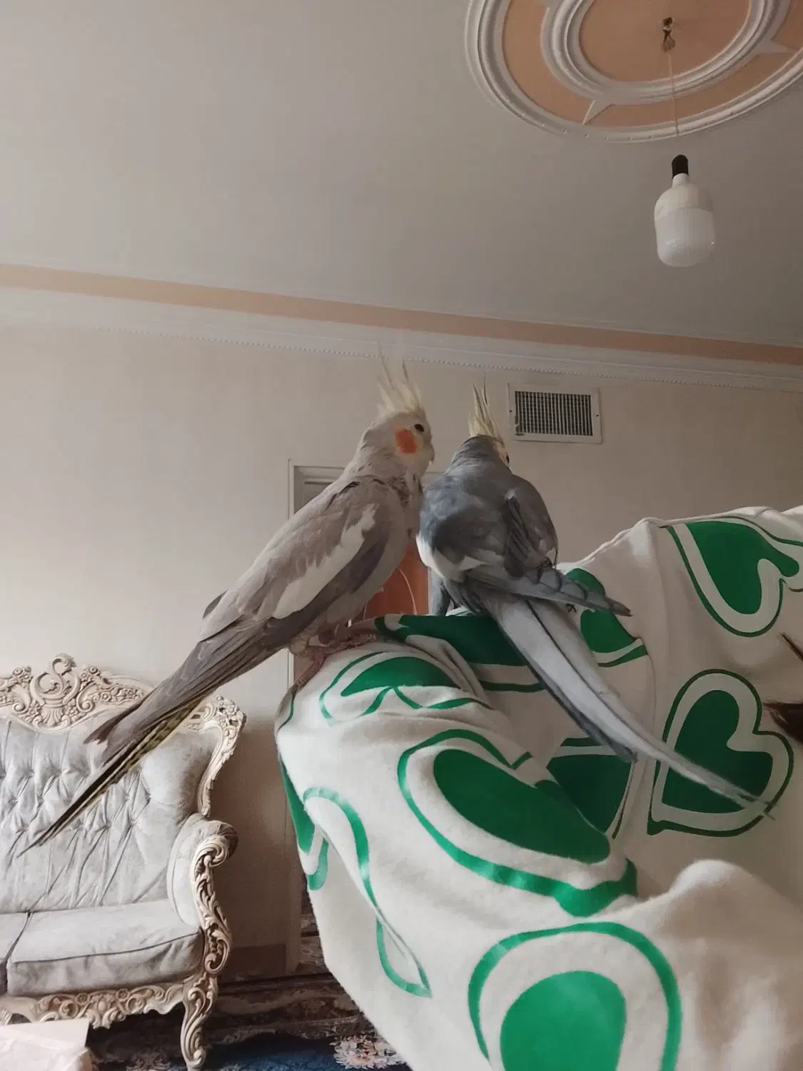 یک جفت عروس هلندی|پرنده|رباطکریم, شترخوار|دیوار