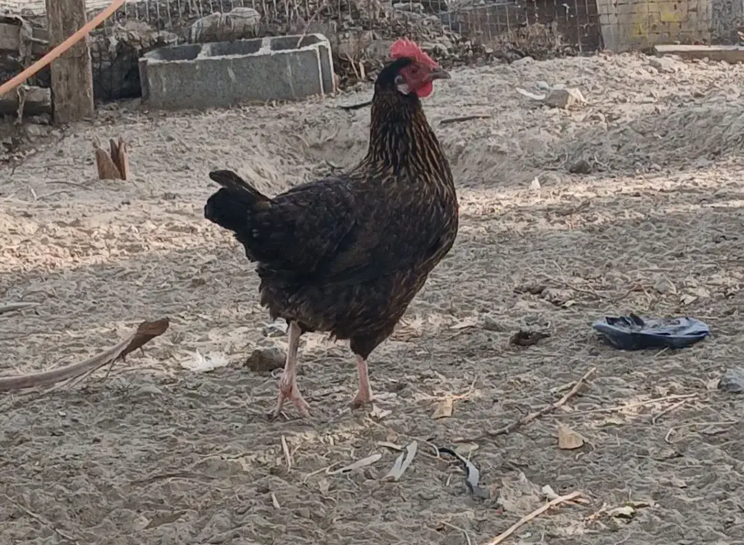 مرغ محلی|حیوانات مزرعه|میناب, |دیوار