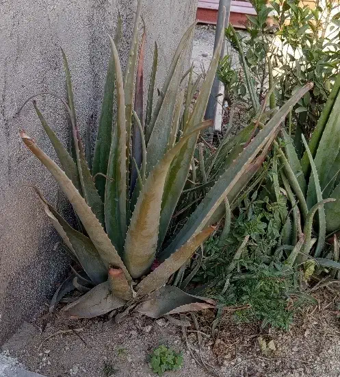 گل آلوئورا|گل و گیاه طبیعی|سرپل ذهاب, |دیوار