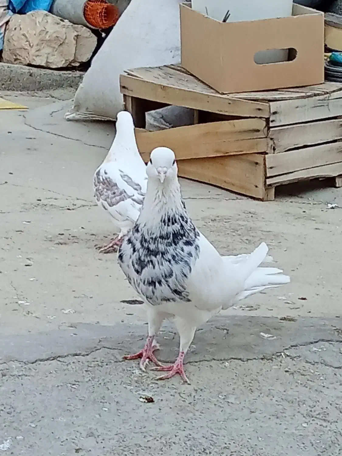 طوقی الماسی|پرنده|ایوان, |دیوار