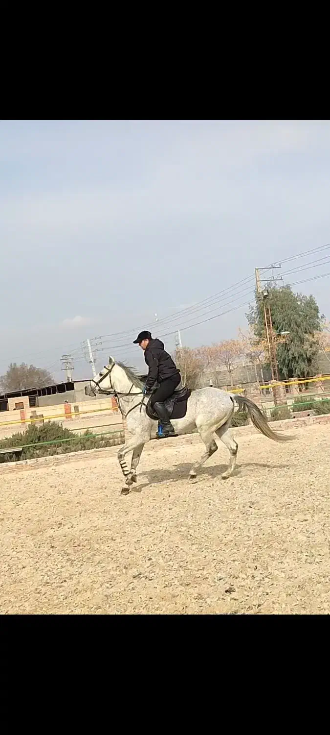 اسب|اسب و تجهیزات اسب‌سواری|قیامدشت - خاورشهر, |دیوار