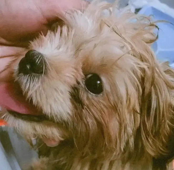 گمشده سگ|حیوانات|اسلام‌شهر, شهرک قائمیه|دیوار