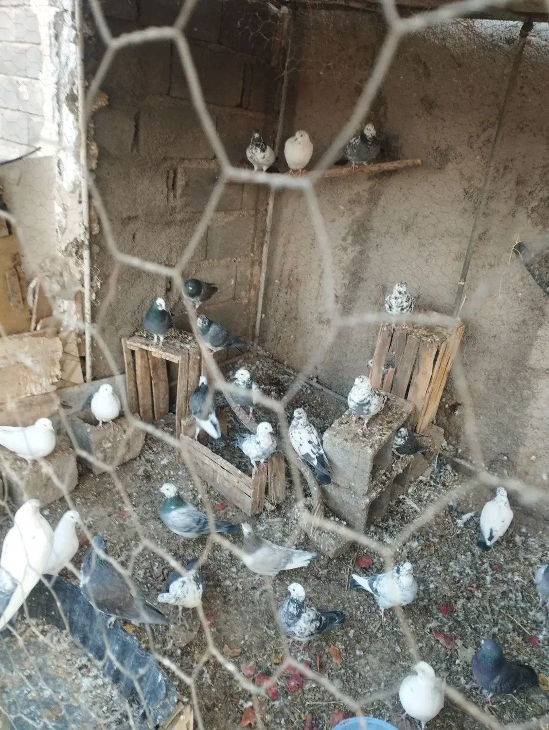 معاوضه پرشی خوب با مرغ وخروس|پرنده|ساوه, |دیوار