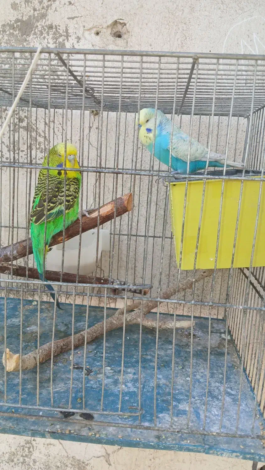 مرغ عشق انگلیسی|پرنده|ری, جوانمرد قصاب|دیوار