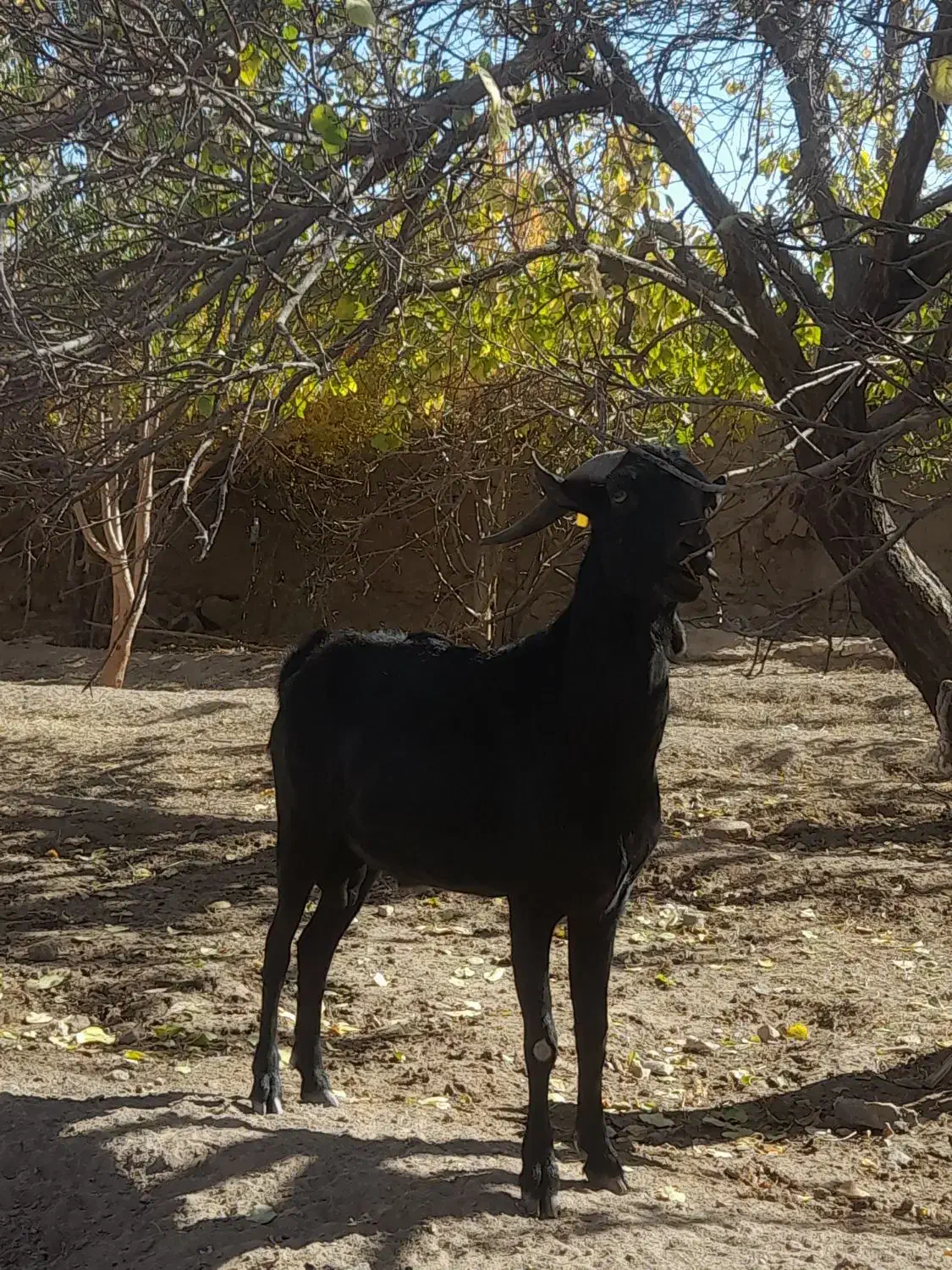 نر بز ۲ساله مورسیا اصل|حیوانات مزرعه|مهریز, |دیوار