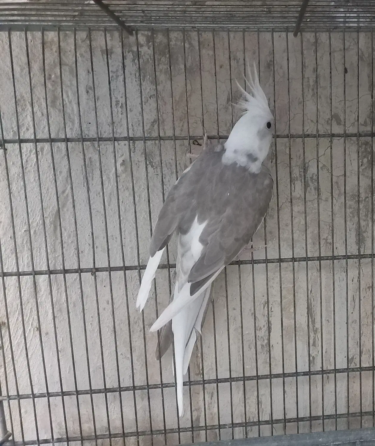 عروس هلندی بالغ آماده جفت|پرنده|هشتگرد, هیو|دیوار