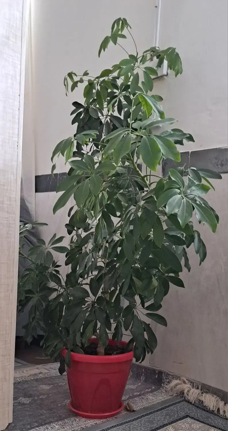 گل طبیعی زیبا و سرحال|گل و گیاه طبیعی|کرمانشاه, |دیوار