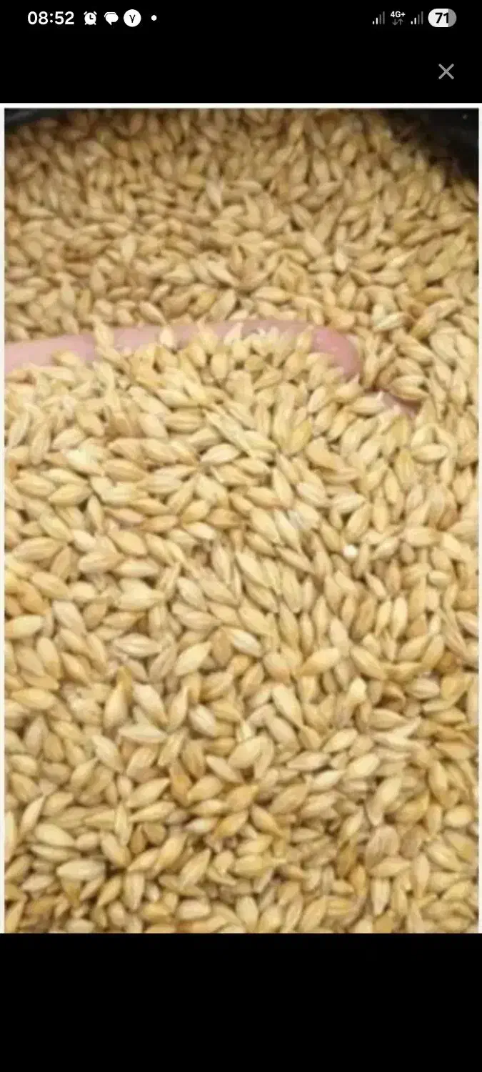 جو خارجی(روسی)|لوازم جانبی حیوانات|نی‌ریز, |دیوار