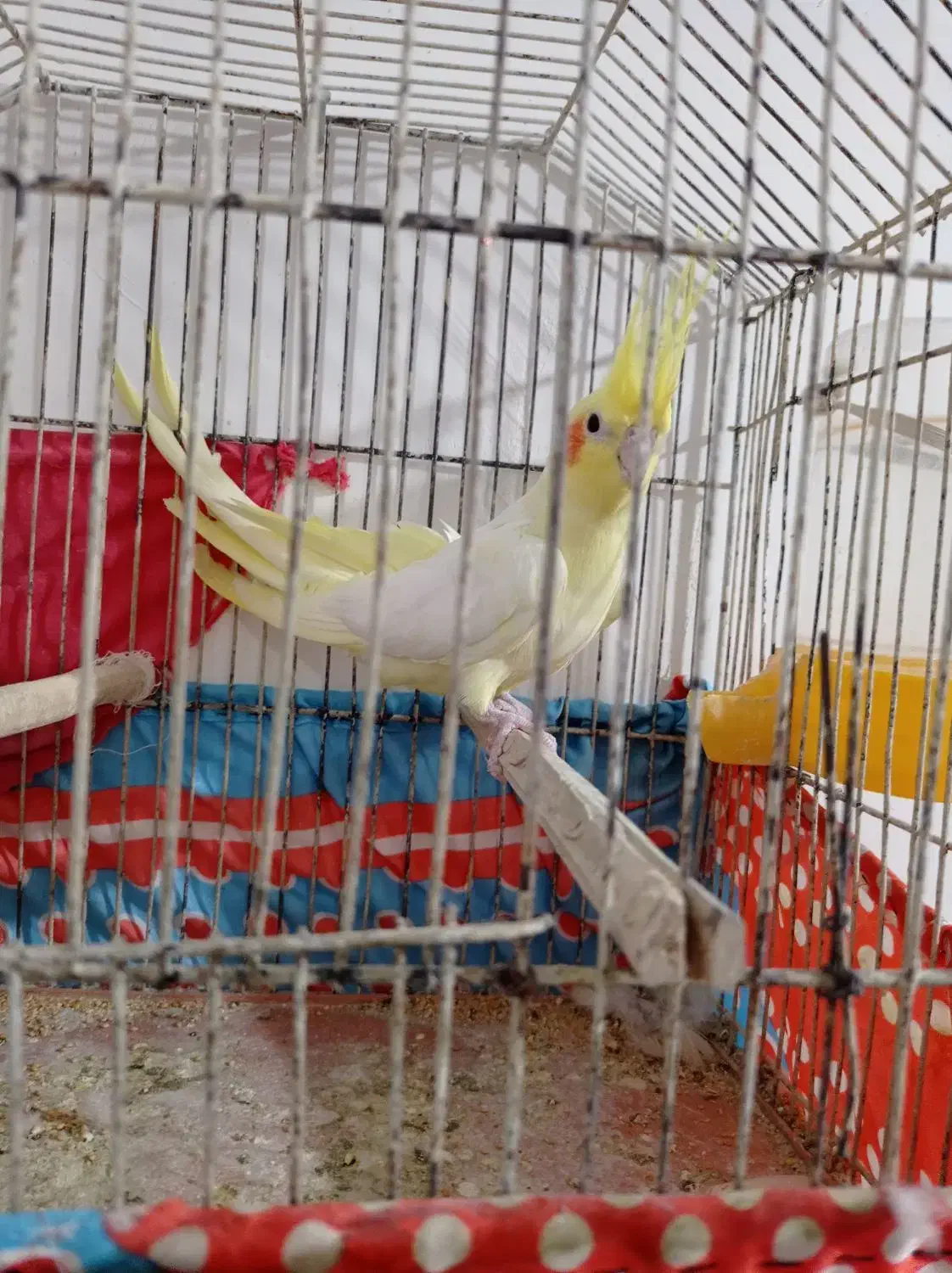 عروس هلندی|پرنده|خورموج, |دیوار