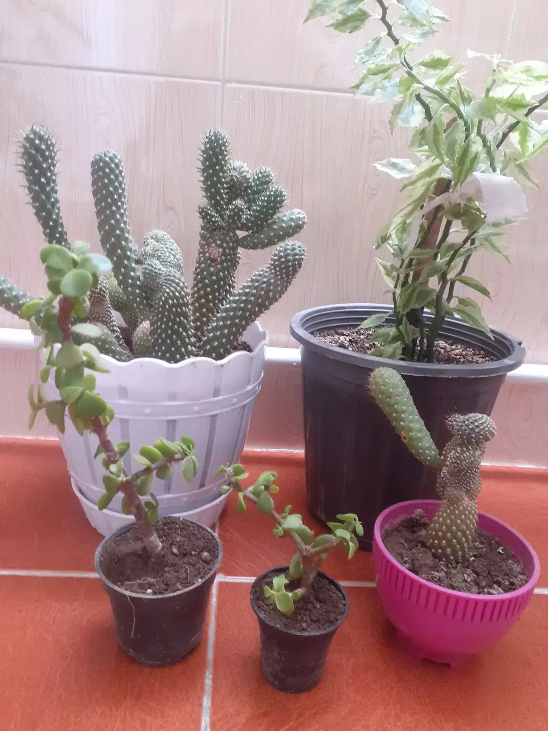 گل های طبیعی|گل و گیاه طبیعی|اردبیل, |دیوار