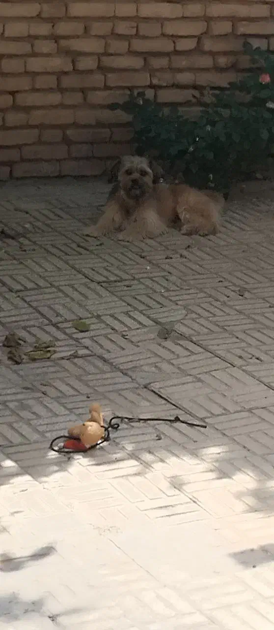 گمشده|حیوانات|بروجن, |دیوار