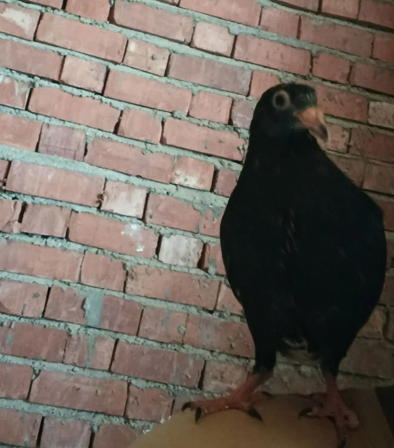 جوجه کبوتر دستی|پرنده|جیرفت, |دیوار