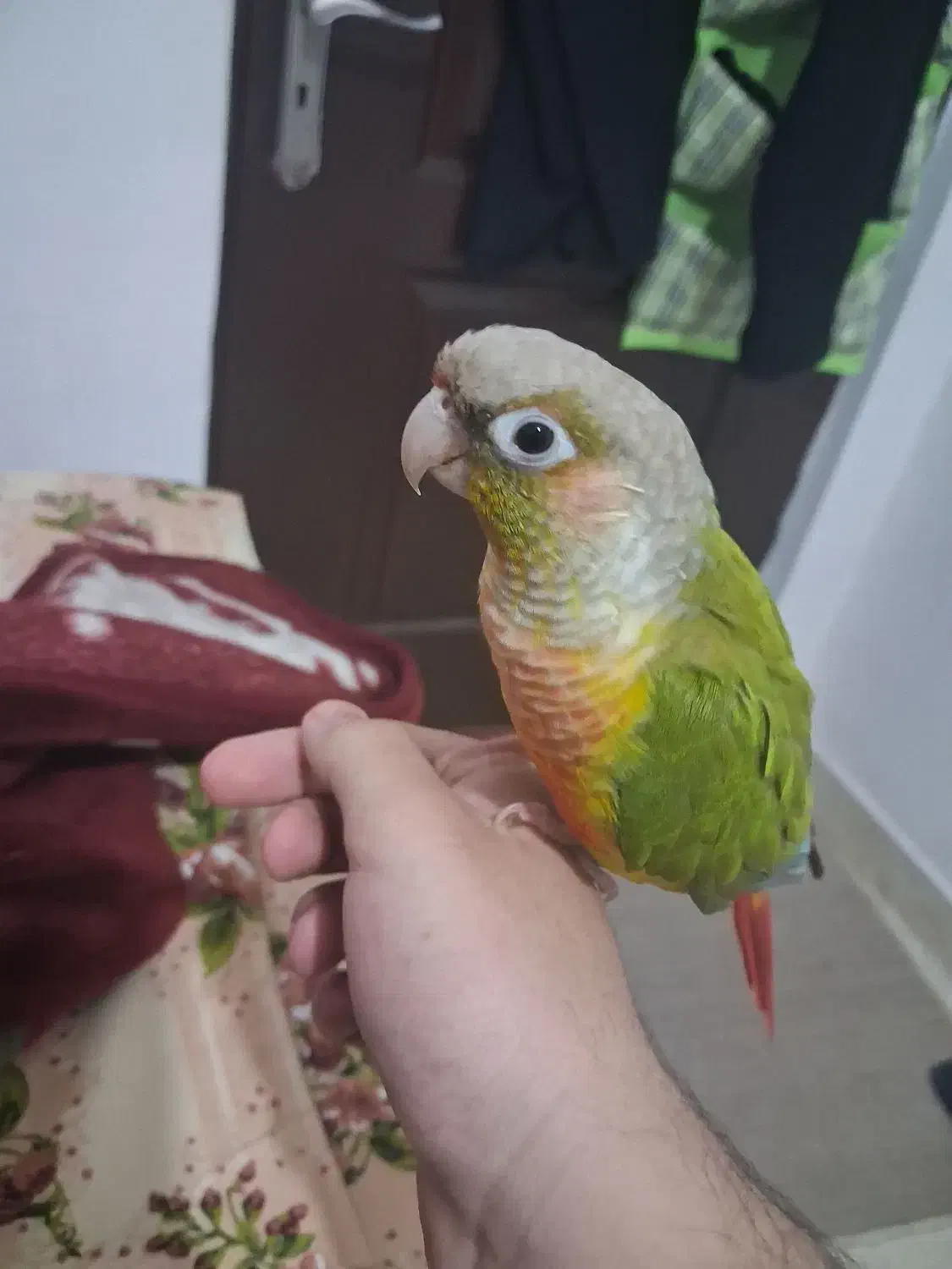 طوطی گرینچیک|پرنده|ابهر, |دیوار