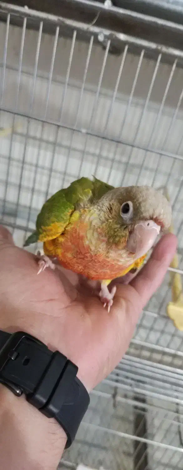 طوطی گرینچیک جوجه|پرنده|نیشابور, شهرک رسولی|دیوار