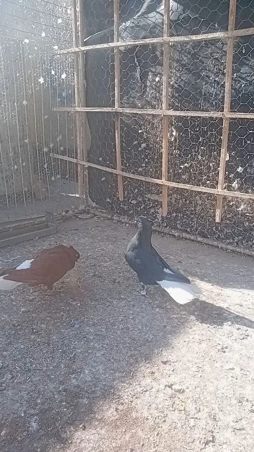 کبوتر|پرنده|اقبالیه, |دیوار