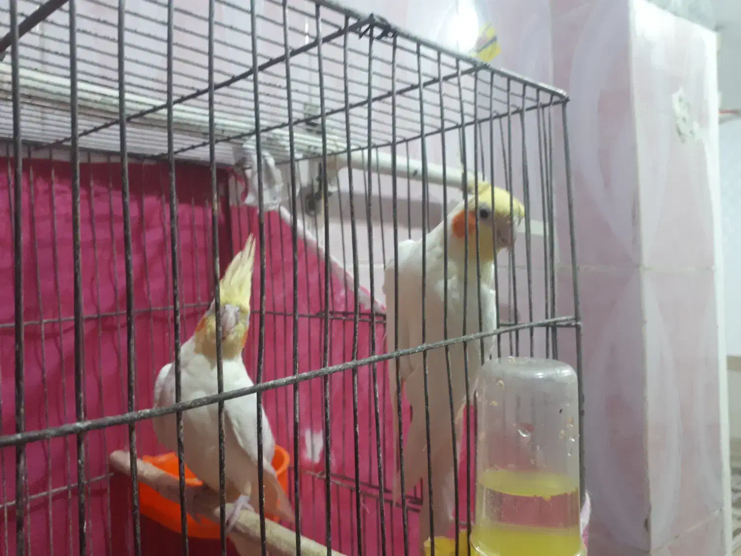 حمیدیه|پرنده|حمیدیه, |دیوار