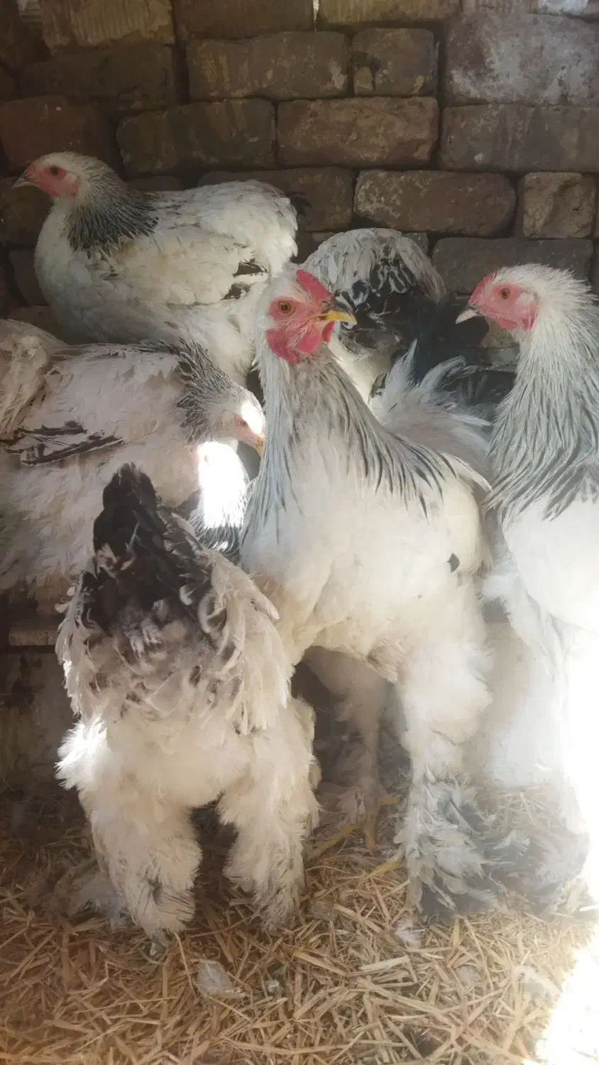 مرغ و خروس برهما|حیوانات مزرعه|قم, قلعه عموحسین|دیوار