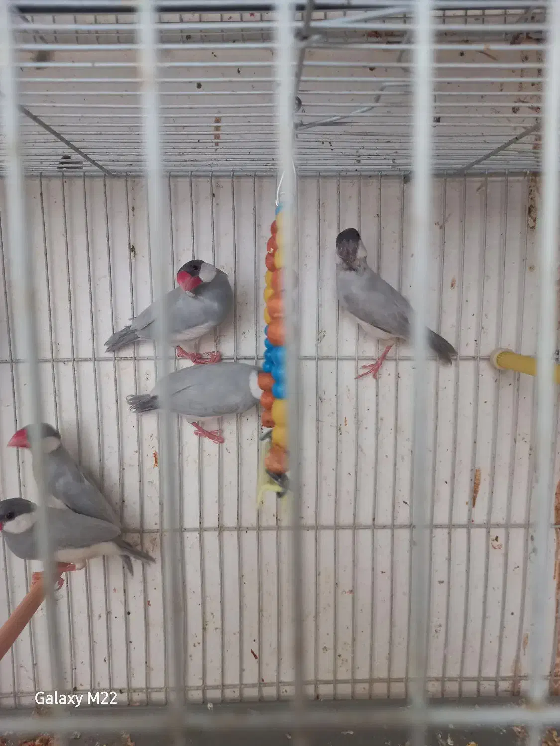 فنچ نرگسی سیلور|پرنده|بیرجند, |دیوار