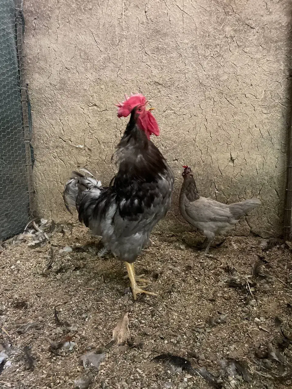 مرغ خروس طوسی ایسبار|حیوانات مزرعه|هشتگرد, تهران دشت|دیوار