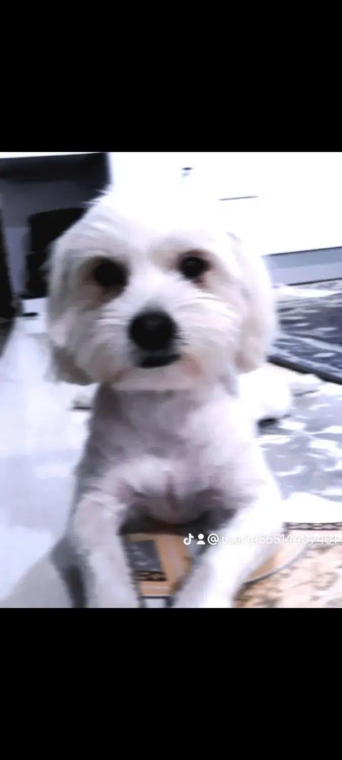 سگ.|سگ|بیرجند, |دیوار