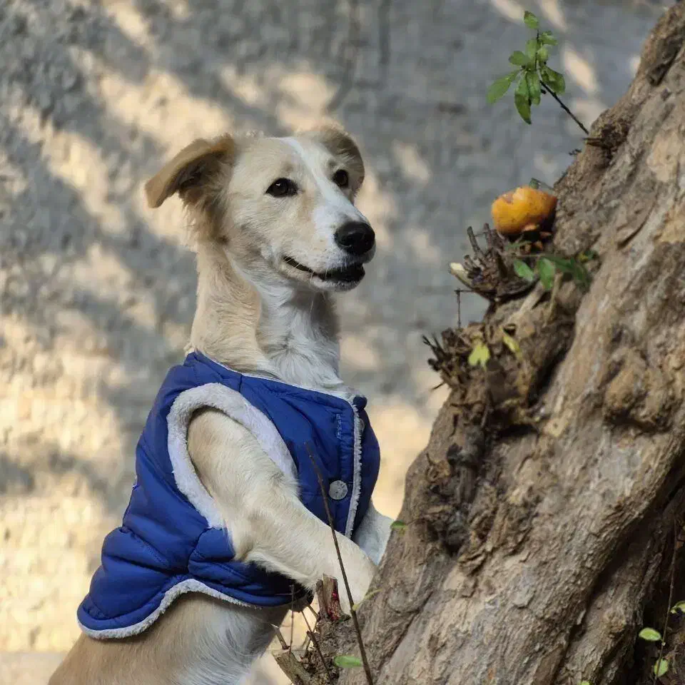 واگذاری رایگان سگ|سگ|ساری, |دیوار