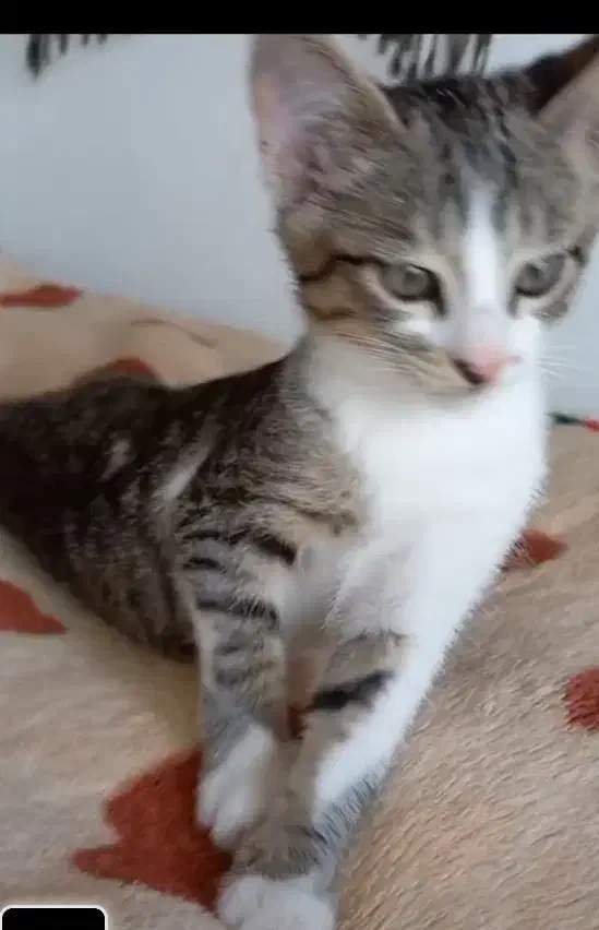 گربه پسر چهارماهه|گربه|سنگر, |دیوار