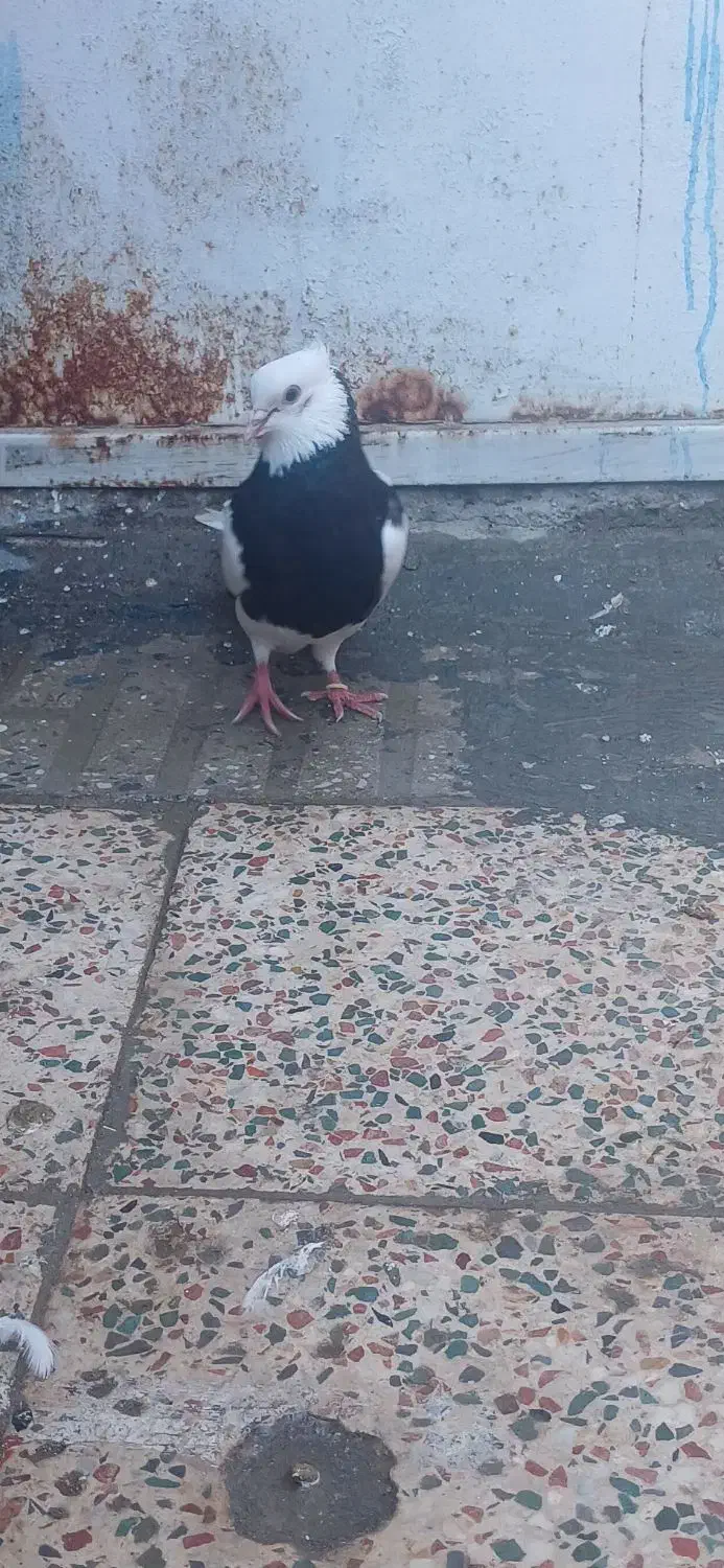 طوقی سیاه  واکسی|پرنده|دهلران, |دیوار