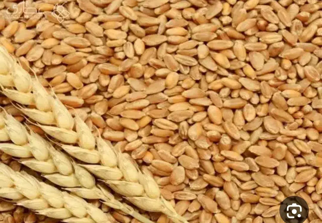 گندم بروش|لوازم جانبی حیوانات|دهگلان, |دیوار