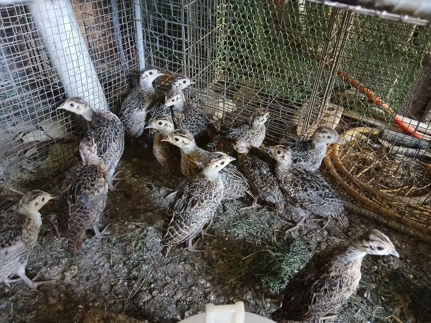 فروش مرغ و خروس امریکایی زینتی|حیوانات مزرعه|سنگدوین, |دیوار