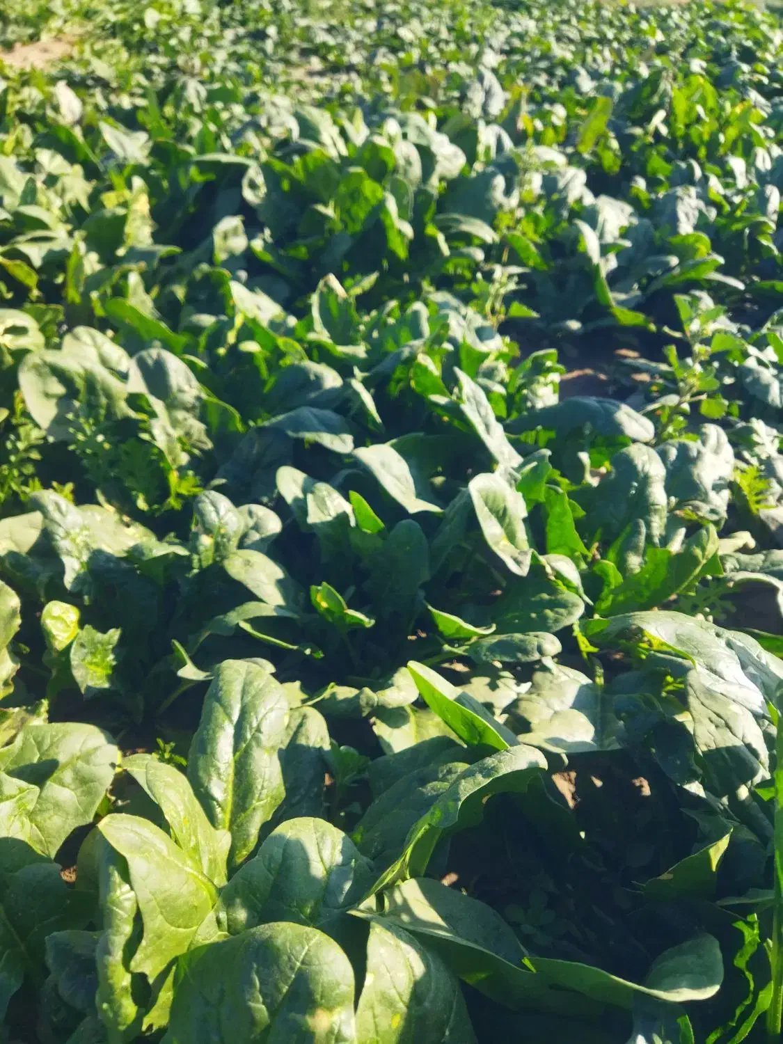 اسفناج|خوردنی و آشامیدنی|کاشان, حسن آباد|دیوار