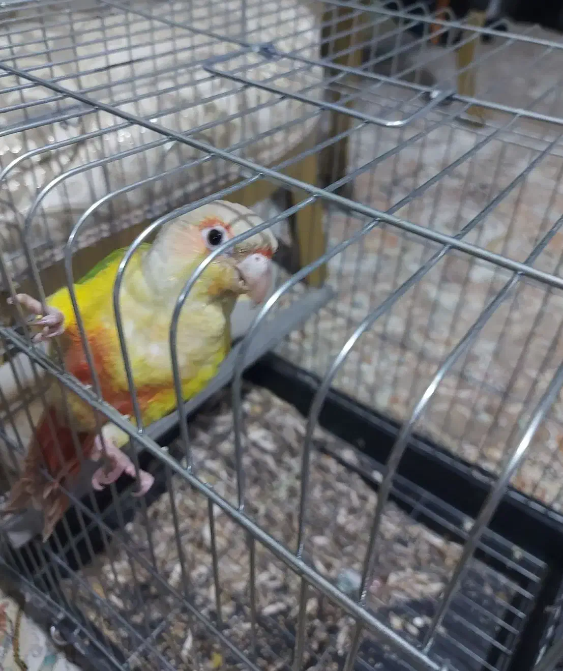 طوطی گرینچیک|پرنده|کرج, اصفهانی‌ها|دیوار