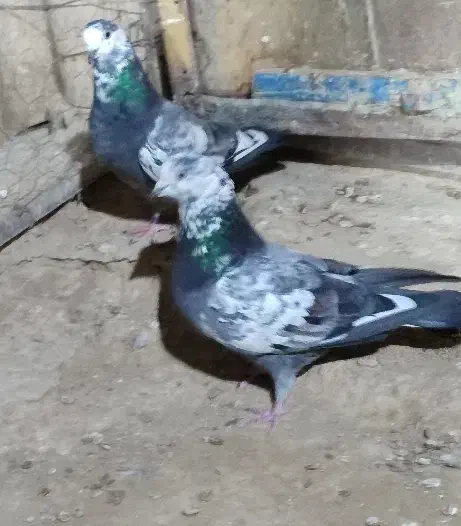 کفتر یاکبوتر|پرنده|مهاجران, |دیوار