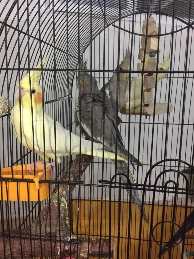 عروس هلندی|پرنده|اهواز, کوی بشارت|دیوار