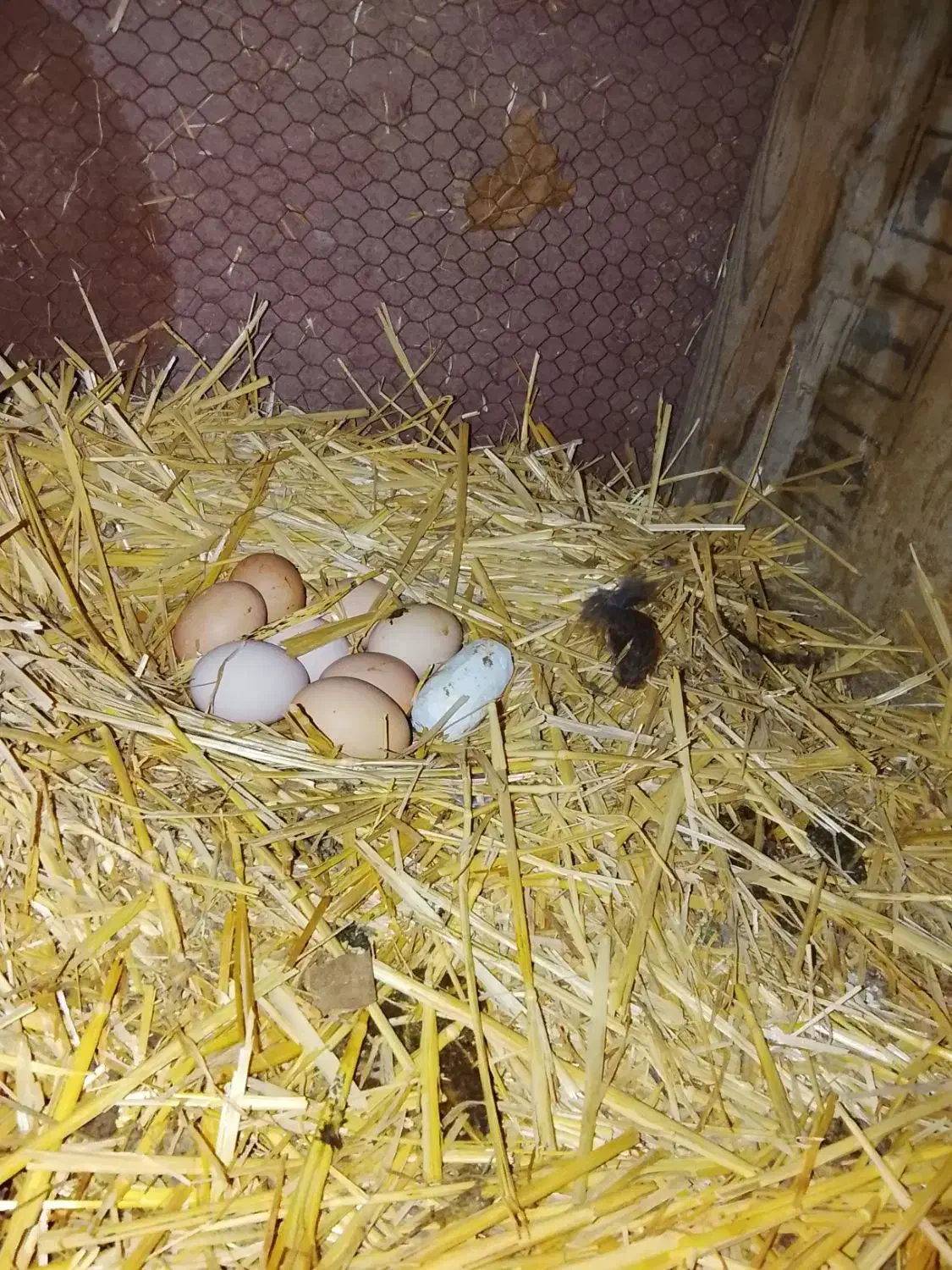 تخم مرغ محلی|حیوانات مزرعه|ماهدشت, |دیوار