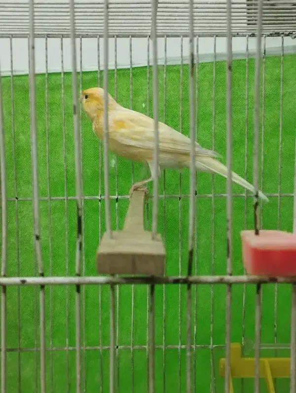 قناری نر بخون|پرنده|مشهد, رده|دیوار