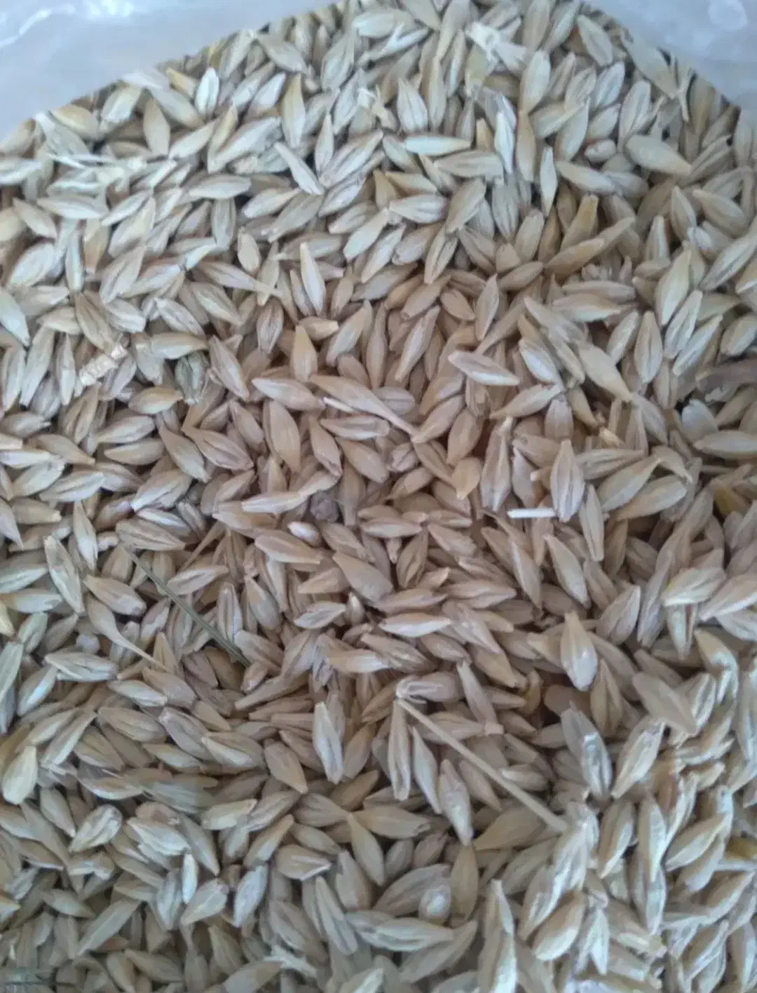 فروش وخریدار  جو ایرانی|لوازم جانبی حیوانات|قزوین, |دیوار