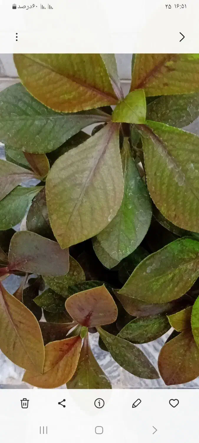 گل طبیعی|گل و گیاه طبیعی|کرمانشاه, |دیوار