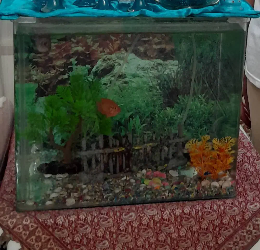 آکواریوم شیشه خم سالم خانگی|ماهی|اصفهان, ملاصدرا|دیوار