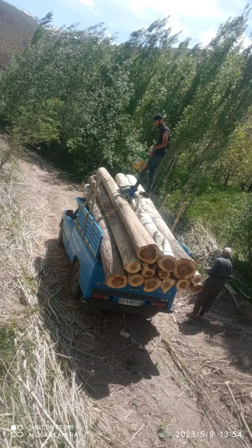 خرید چوب سقفی قلمه...|خدمات باغبانی و درختکاری|ارومیه, |دیوار