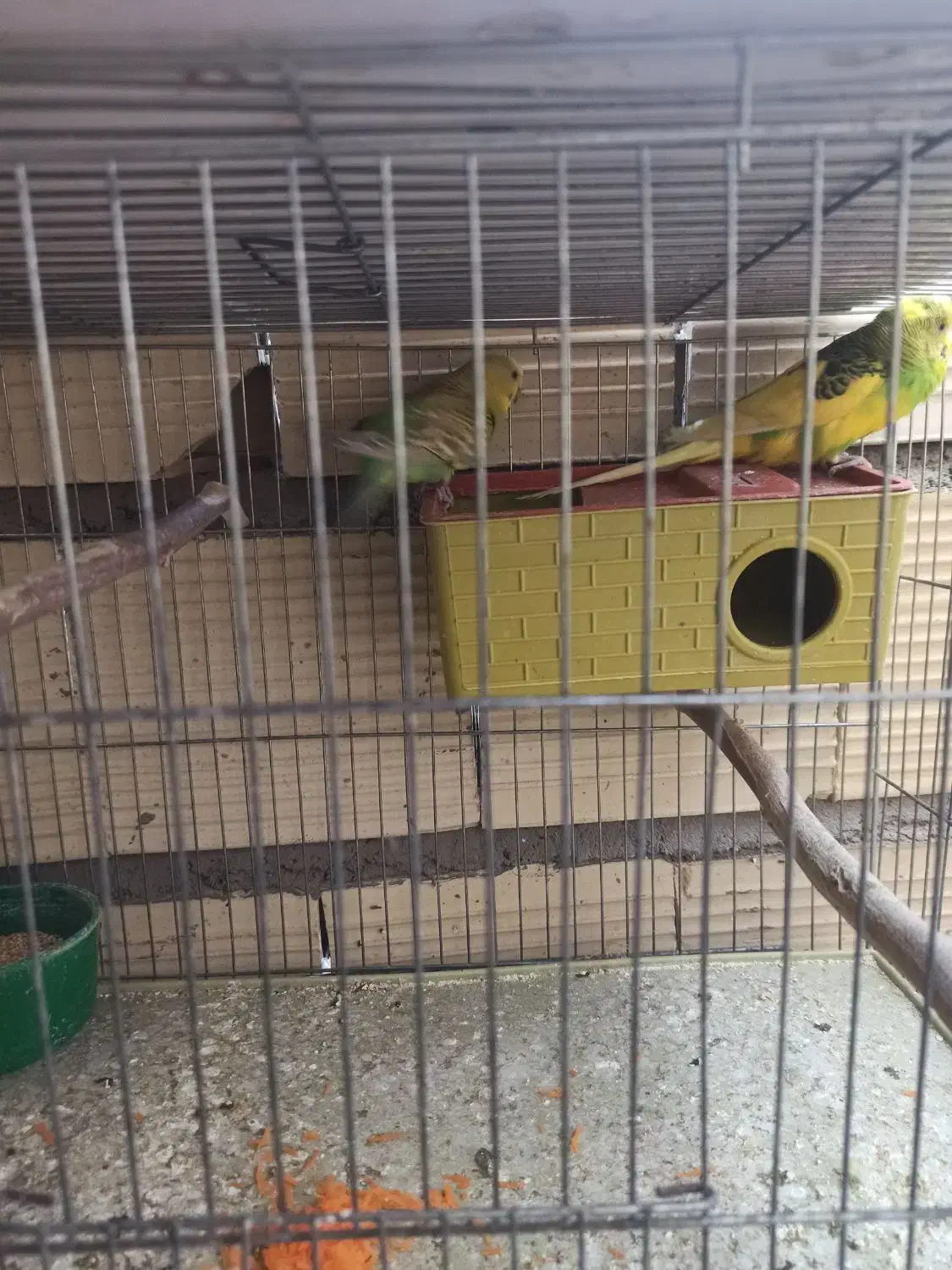 فروش جفت با تخم مرغ عشق نر دورگ انگلیسی درشت|پرنده|سیرجان, |دیوار