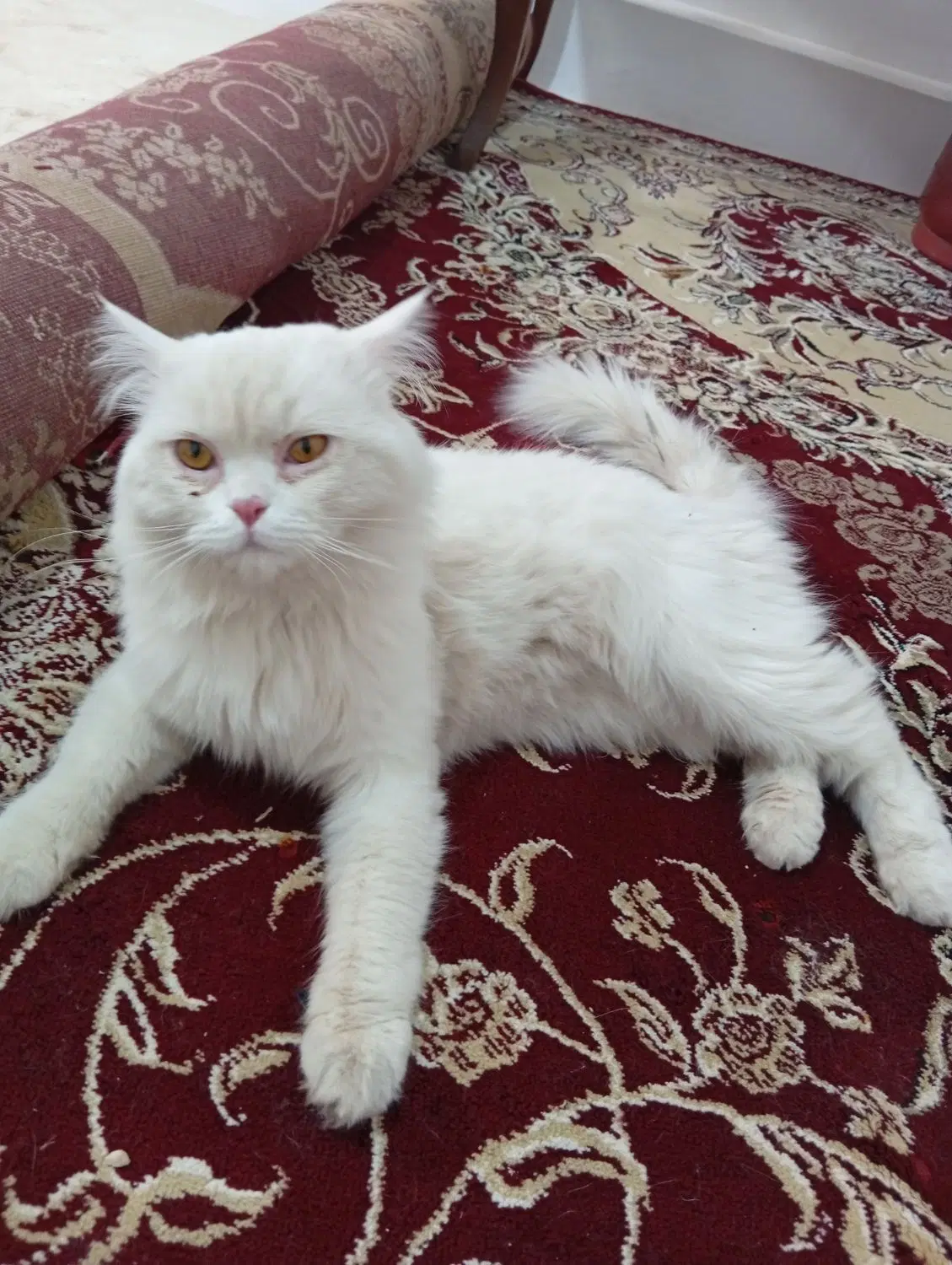 گربه پرشین|گربه|رفسنجان, |دیوار