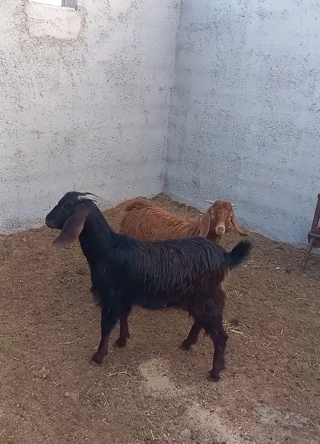 بزغاله نرو ماده|حیوانات مزرعه|شاهرود, |دیوار