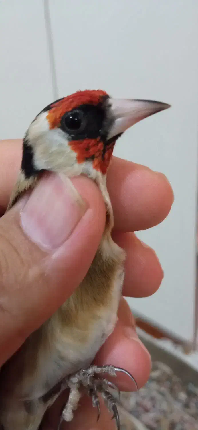 سهره نر عالی به شرط|پرنده|کرج, شاهین‌ویلا|دیوار