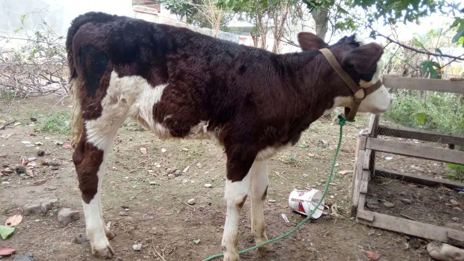 گوساله ماده مونت|حیوانات مزرعه|سیمین شهر, |دیوار