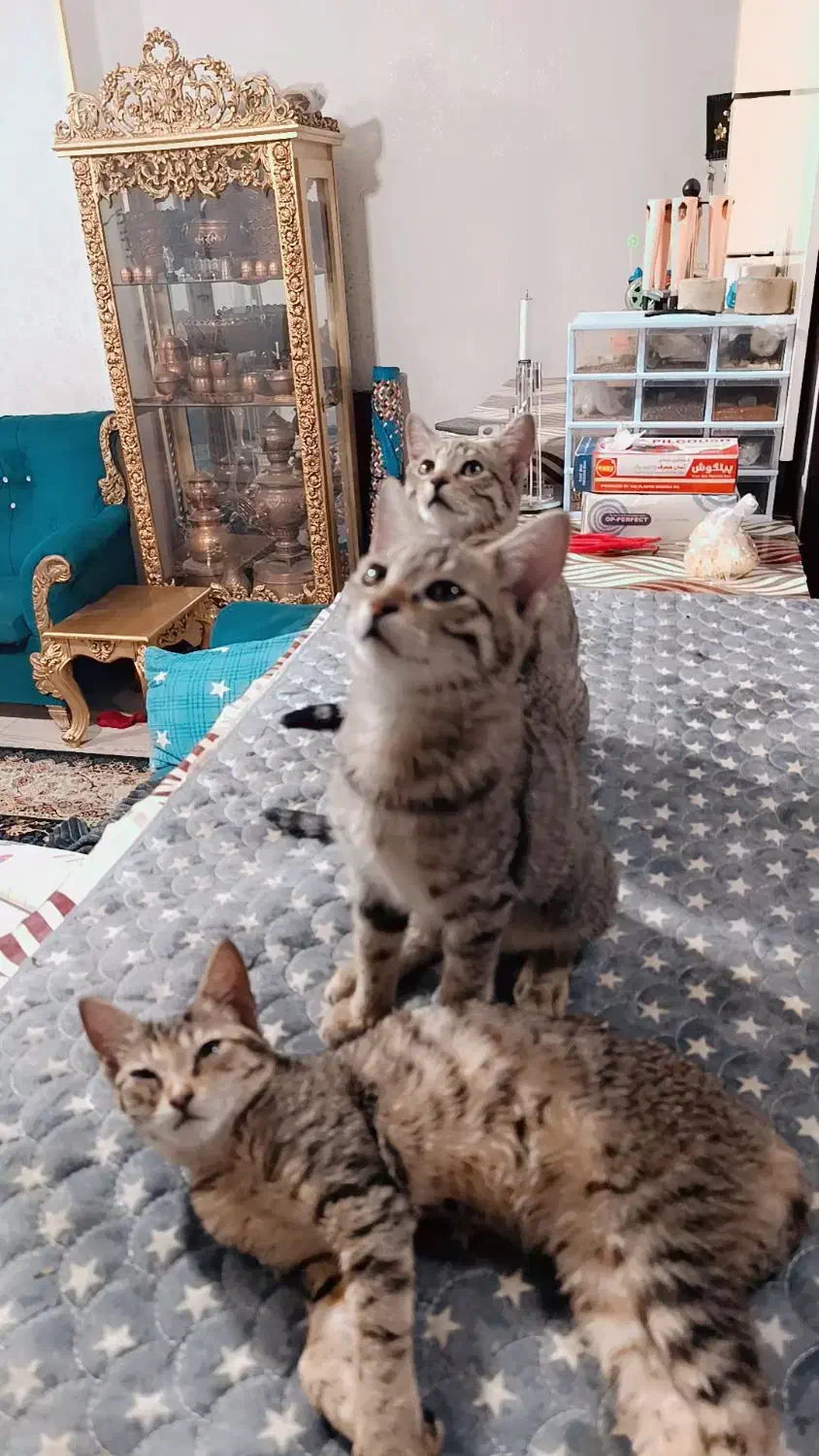 گربه|گربه|اهواز, شهرک دانشگاه|دیوار