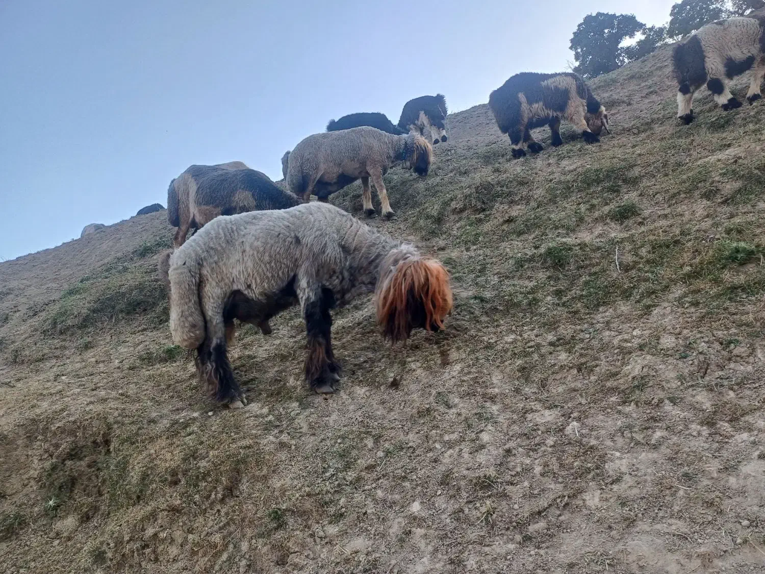 فروش میش با بره|حیوانات مزرعه|بازفت, |دیوار