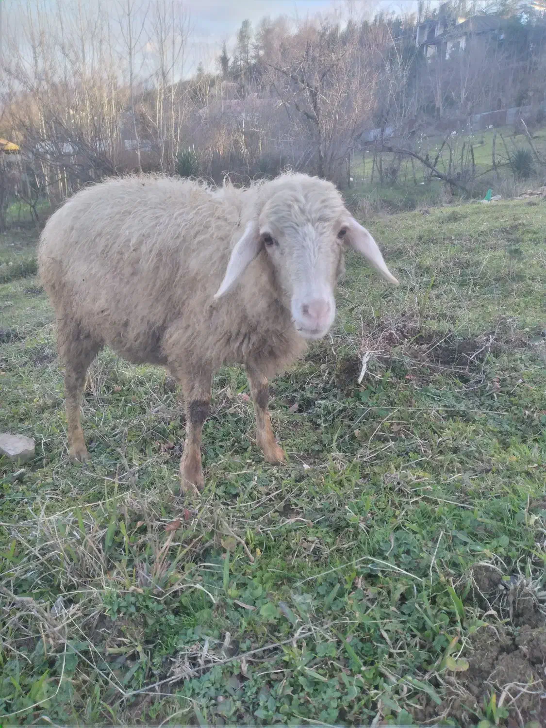 گوسفند|حیوانات مزرعه|احمدسرگوراب, |دیوار