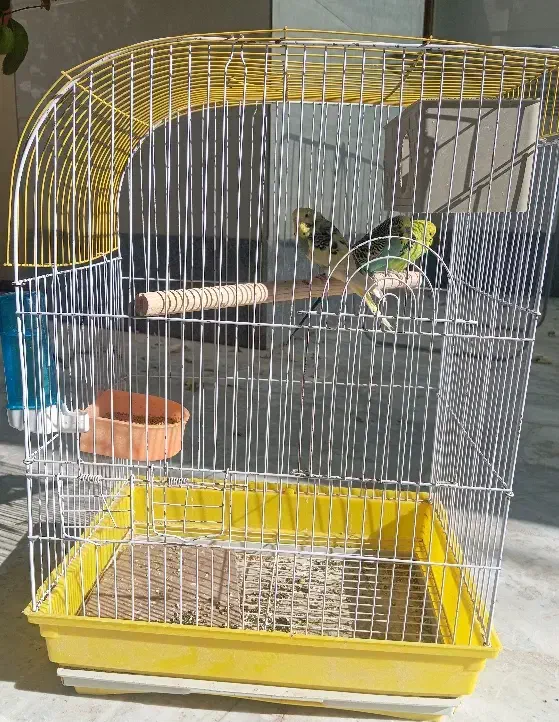 مرغ عشق|پرنده|سراوان, |دیوار