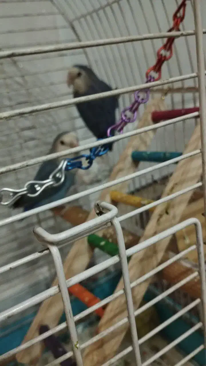 طوطی برزیلی خوش رنگ و بازیگوش|پرنده|قرچک, شهرک طلائیه|دیوار